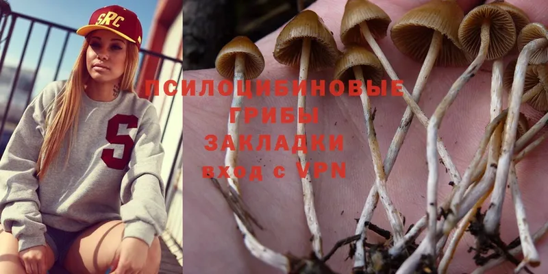 наркота  Короча  Псилоцибиновые грибы Cubensis 